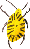 KÄFER_BROUK